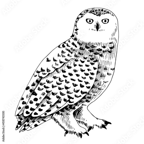 White polar owl - rather large bird of Arctic