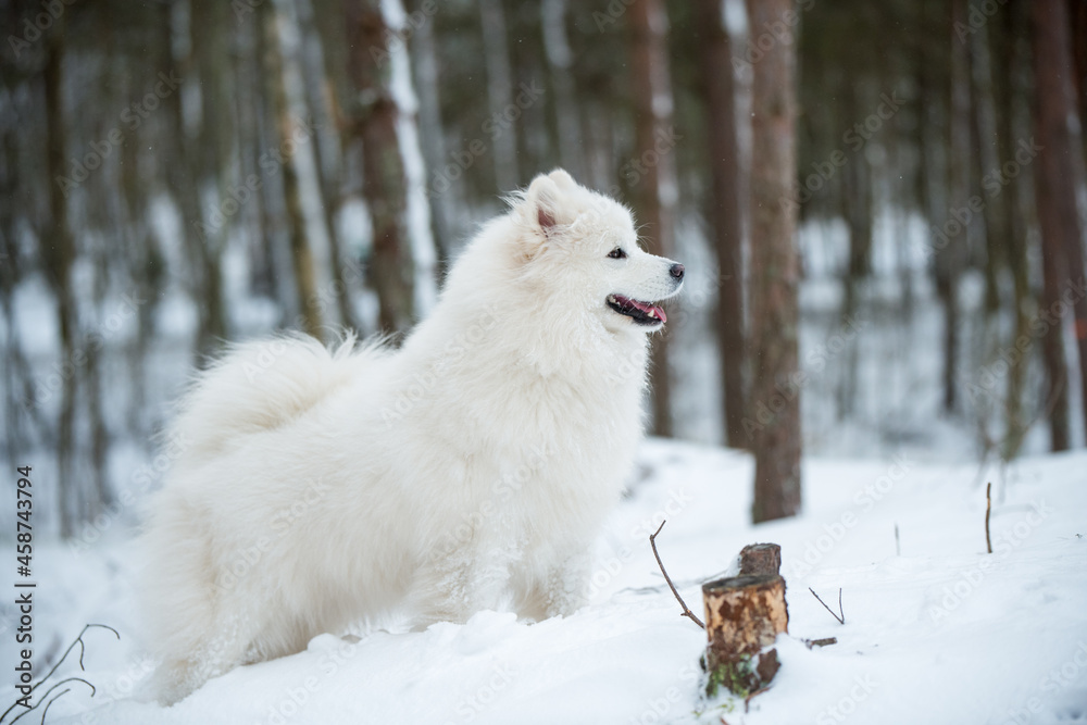 Samoyed white dog is walking in the winter forest
