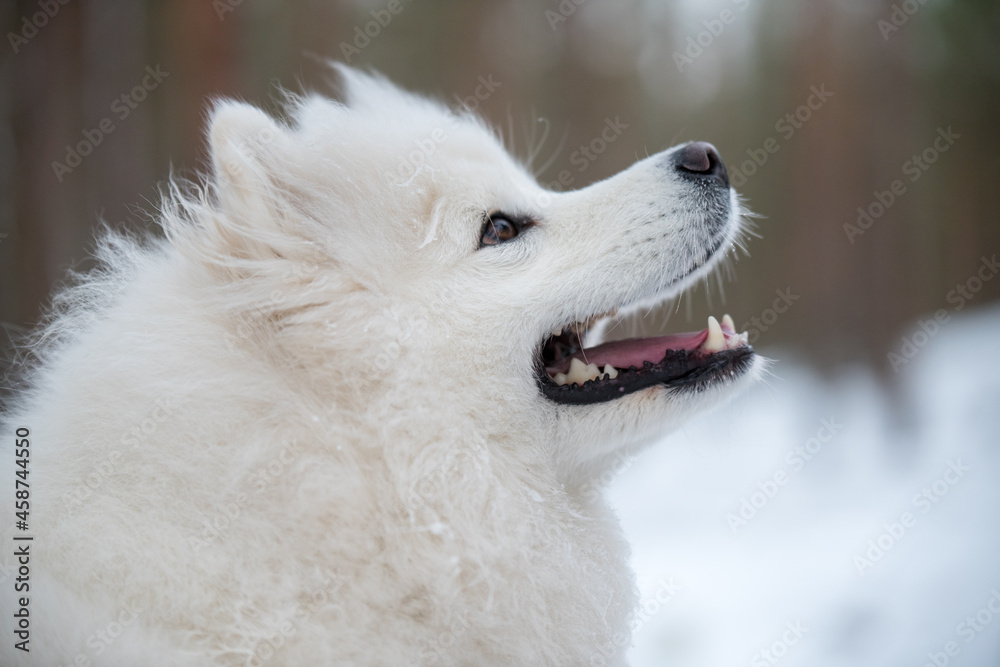 Samoyed white dog portrait closeup is in the winter forest Samoyed white dog portrait closeup is in the winter forest