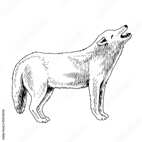 White arctic wolf hand drawn image.