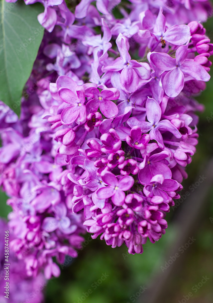 Purple lilac flowers spring blossom background Purple lilac flowers spring blossom background