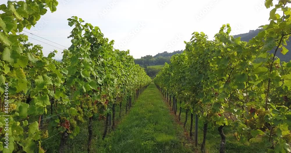 Flight between two vine stocks in the southern Rhineland Palatinate on the eastern edge of the Palatinate Forest Flight between two vine stocks in the southern Rhineland Palatinate on the eastern edge of the Palatinate Forest