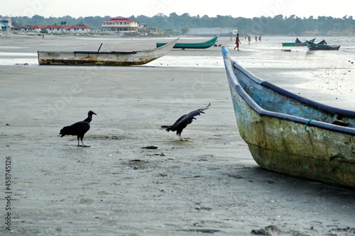 Black vultures (Coragyps atratus) by a fishing boat on the beach in Las Penas, Ecuador photo