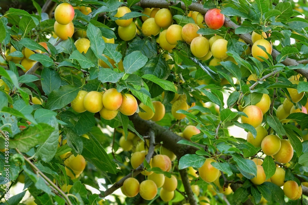 Yellow cherry plum fruits are illuminated by the sun on tree branches in the garden