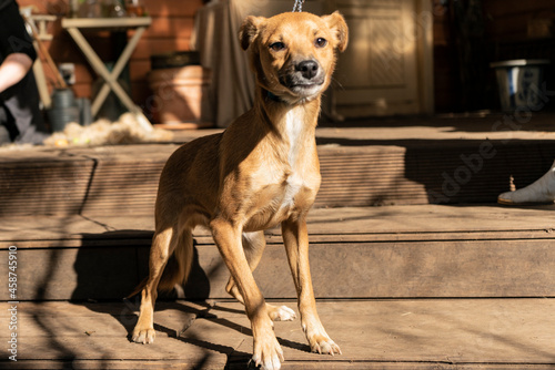 happy small dog on the veranda of a country house, autumn theme. warm shade. copyspace