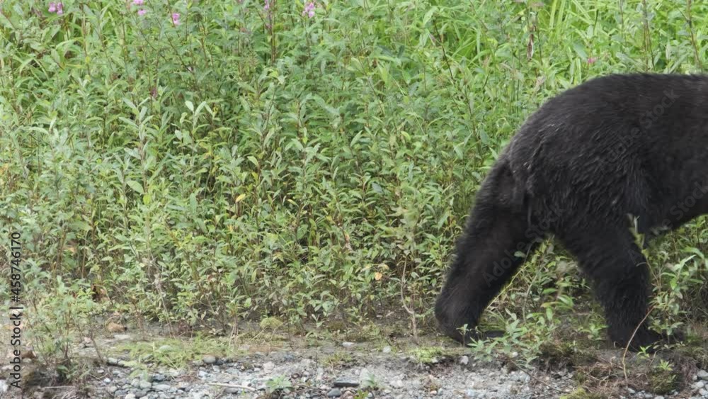Grizzly bear walks through frame left to right in front of shrubs Grizzly bear walks through frame left to right in front of shrubs
