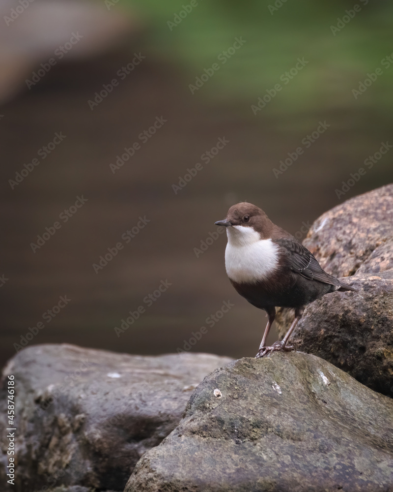 Fototapeta premium bird, möve, natur, tier, wild lebende tiere, gull, meer, black, amsel,