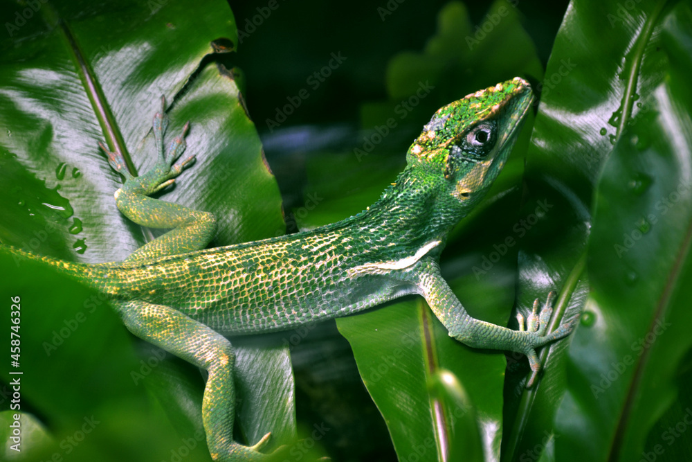 Fototapeta premium Spotted Anole (Anolis stratulus)