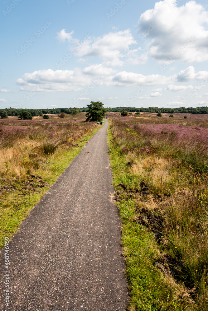 Cycling trough the purple flowering heather in the beautiful 'Veluwe' landscape on a beautiful summer day, province of Gelderland, the Netherlands