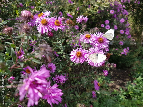 Two white butterflies sit on chrysanthemum flowers in the autumn garden.