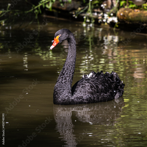 Black Swan, Cygnus atratus in a german nature park