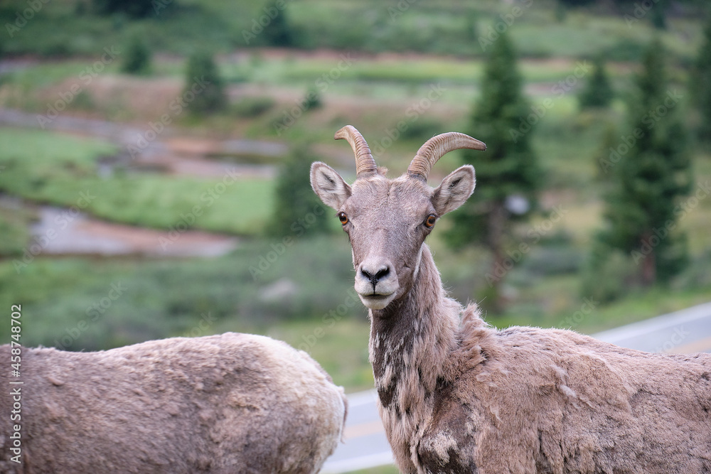 Ewes and Lambs Rocky Mountain Bighorn sheep in the wild Ewes and Lambs Rocky Mountain Bighorn sheep in the wild