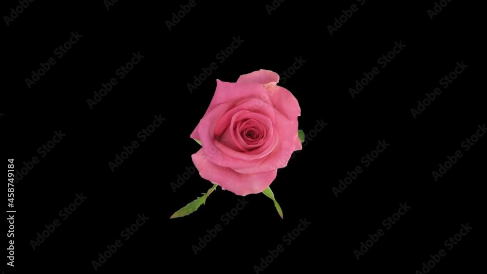 Seamless rotating time-lapse of opening and closing pink Attachea rose 1r1 in PNG+ format with ALPHA transparency channel isolated on black background, top view.
Seamless rotating time-lapse of opening and closing pink Attachea rose 1r1 in PNG+ format with ALPHA transparency channel isolated on black background, top view.