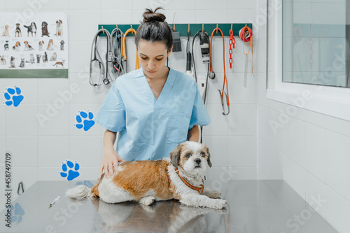 Vet checking up Shih Tzu on table in clinic
