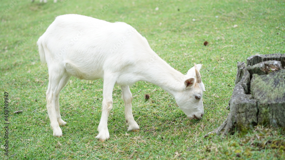 Obraz premium やぎ