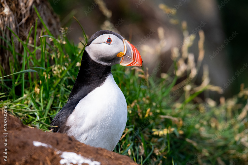 Puffin atlantico in piedi sulla roccia della scogliera contro il fondo dell'acqua di mare blu, Portrai Puffin atlantico in piedi sulla roccia della scogliera contro il fondo dell'acqua di mare blu, Portrai