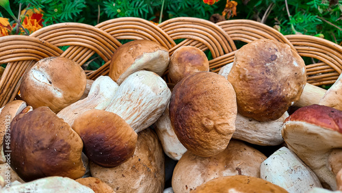 Mushrooms. Full basket with mushrooms close-up. mushroom-kicking