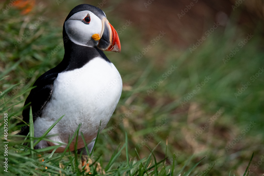 Naklejka premium Puffin atlantico in piedi sulla roccia della scogliera contro il fondo dell'acqua di mare blu, Portrai