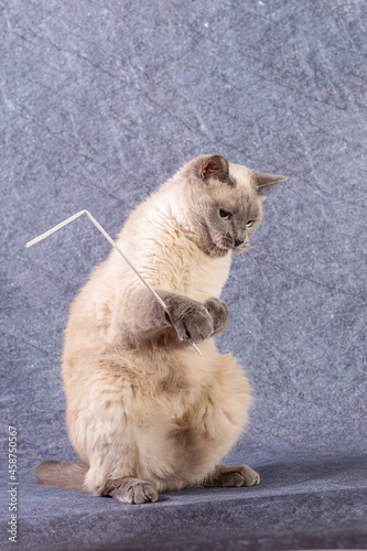 The bright cat of the Thai breed plays with a paper stick. Grey-blue background, close-up photo