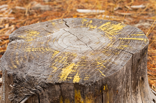 Macro close-up of tree rings and resin in Pine Forest