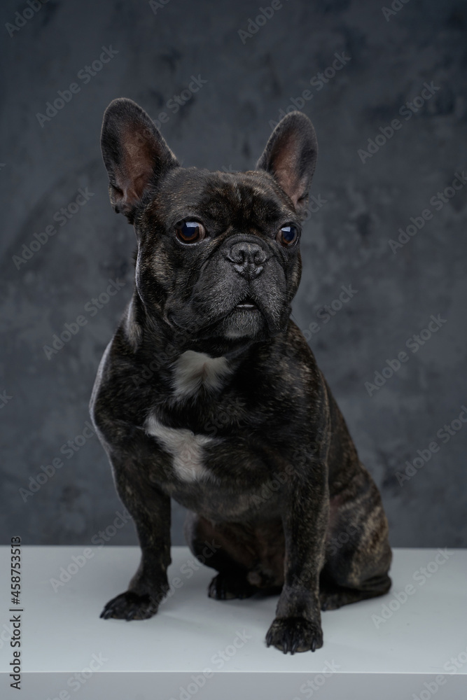 Purebred french bulldog with black fur against dark background