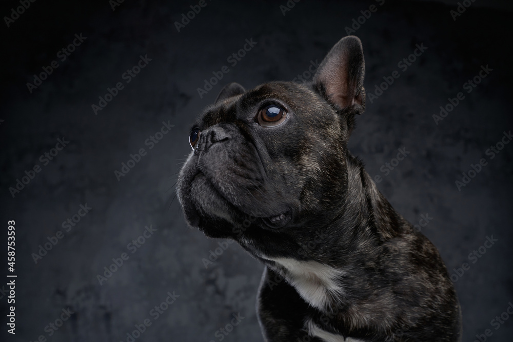 Purebred french bulldog with black fur against dark background