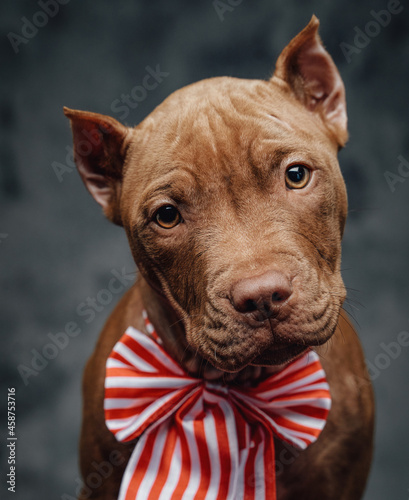 Portrait of bullterrier with bow tie sitting on wooden table © Fxquadro