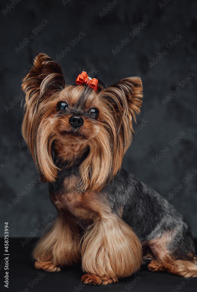 Cute little dog yorkshire terrier breed against dark background