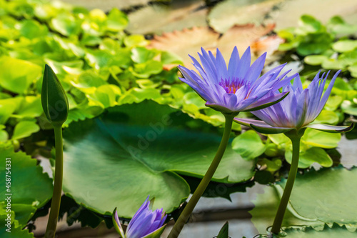 purple water lily