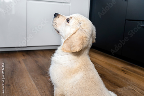 The golden retriever puppy sitting on modern vinyl panels in the living room of the house, visible furniture in the background.