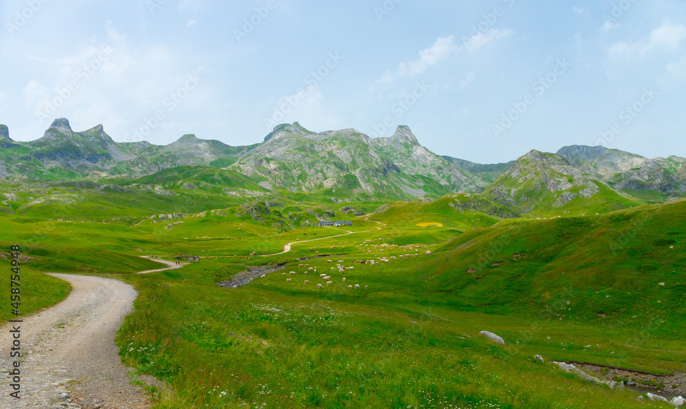 Herd Of Sheep Grazing On Green Pasture Near Col du Portalet, A Mountain Pass And Border Crossing In The Pyrenees Between France And Spain. wide shot