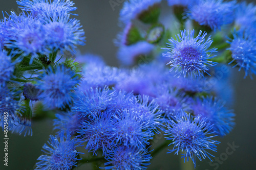 close up of flowers