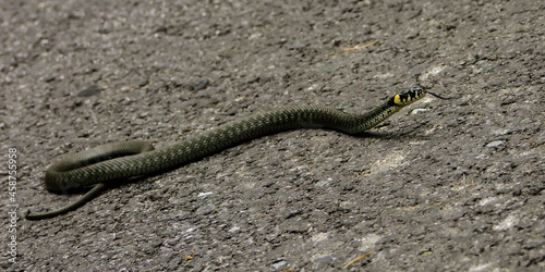 Grass snake (Natrix natrix) basking on an asphalt road.