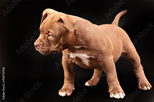 A brown American bully puppy with uncut ears. photo