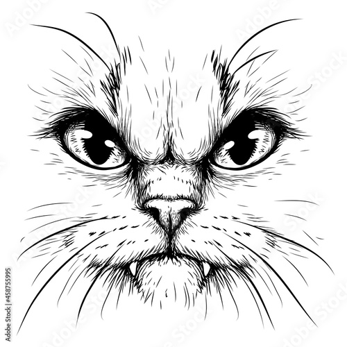 Cat. Creative design. Graphic portrait of a angry cat in close-up on a white background. Digital vector graphics.