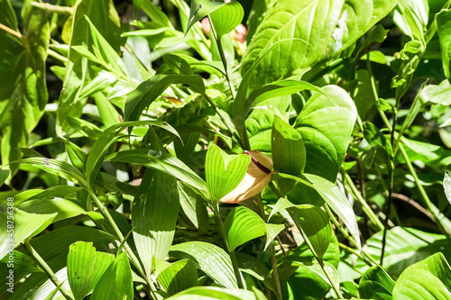 leaves in the garden
