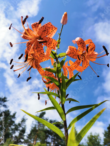 View from below of a flowering Lily lanceolate-tiger lily (Latin Lilium lancifolium Thunb (Lilium tigrinum Ker-Gawl.) in raindrops against a blue sky with clouds. photo