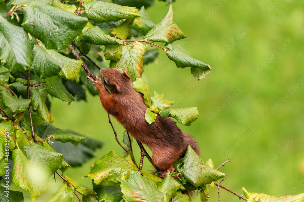 Rotes Eichhörnchen zwischen nassen Blättern Rotes Eichhörnchen zwischen nassen Blättern