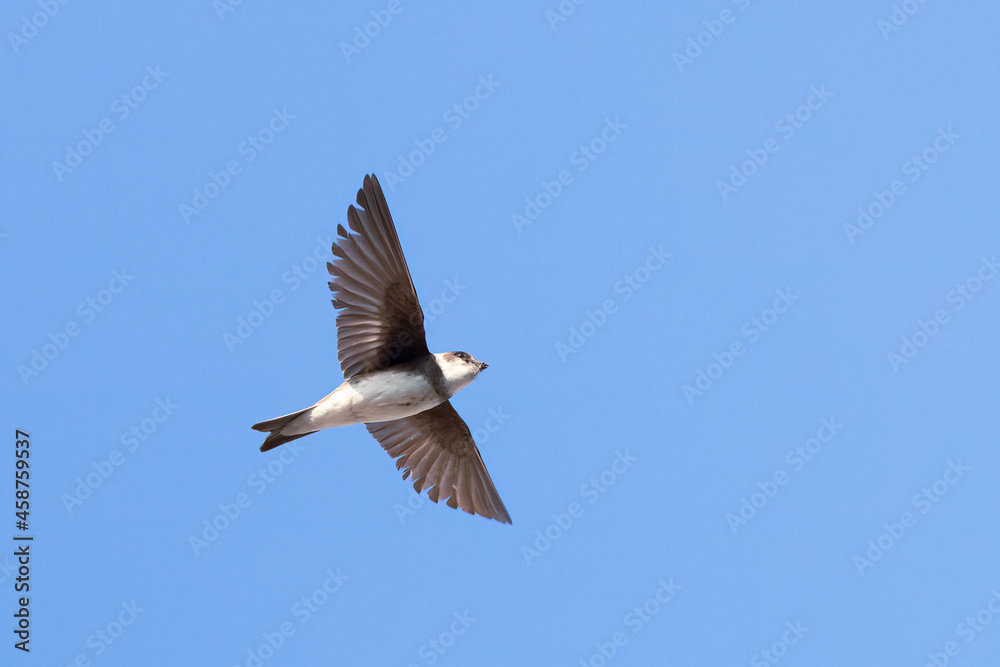 Sand martin Sand martin