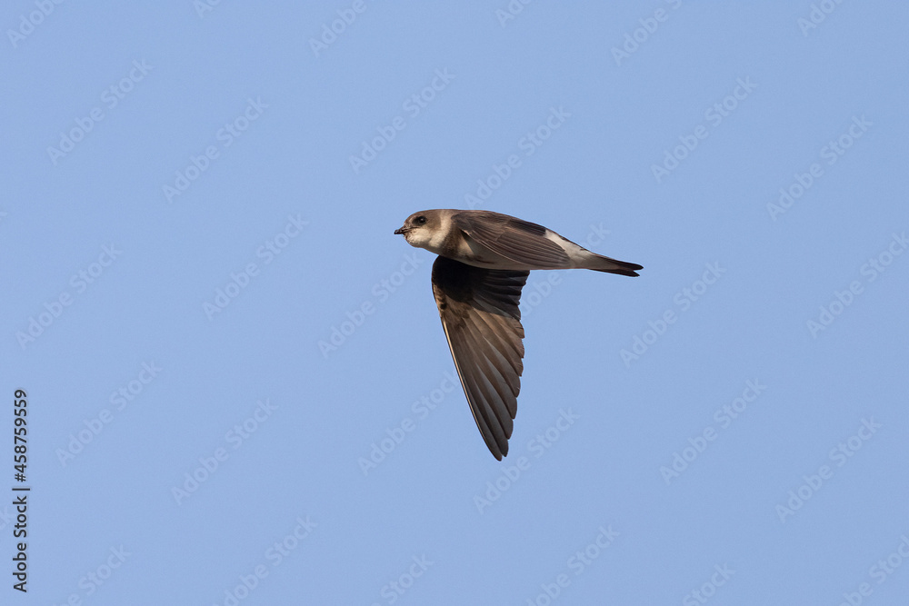 Obraz premium Sand martin