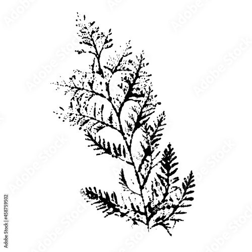 maple leaf vector black outline