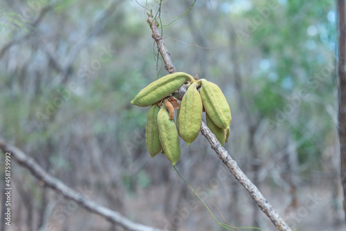 Red Kurrajong seed pods photo