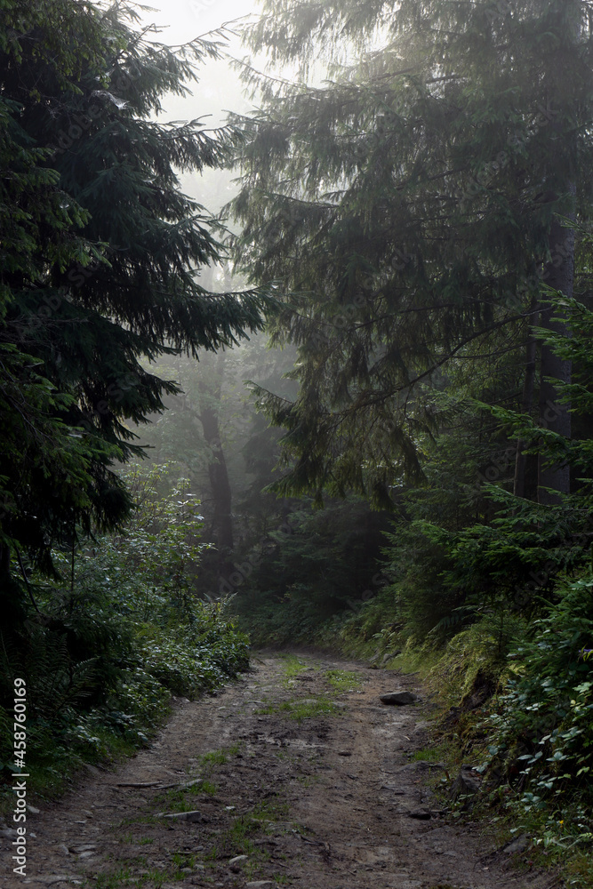 Picturesque view of path through foggy forest. Beautiful landscape Picturesque view of path through foggy forest. Beautiful landscape