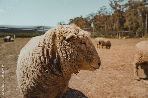 A wooly sheep outside standing in a field. photo