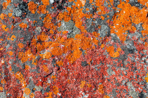 Macro texture of orange red lichen moss growing on mountain rock. © Sunshine Seeds