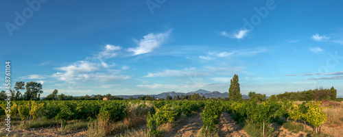 Panorama of Vineyard With Mont Ventoux In Background at golden hour, sunset light in Provence, southern France