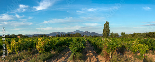 Grape Vines In Vineyard With Mont Ventoux In Background at golden hour, sunset light in Provence, southern France photo