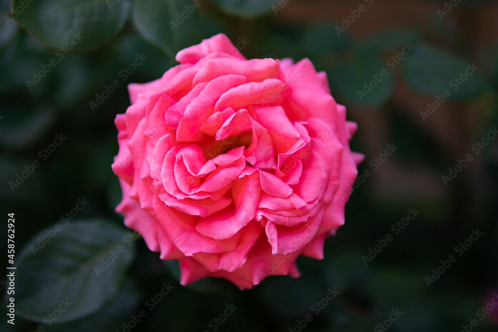 Beautiful Pink Rose Flower Closeup with a Dark Background Beautiful Pink Rose Flower Closeup with a Dark Background