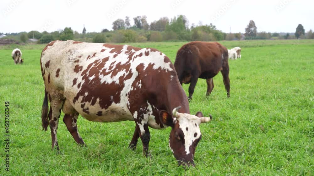 Cows on livestock farming. Cows grazing on green meadow. Cows on livestock farming. Cows grazing on green meadow.