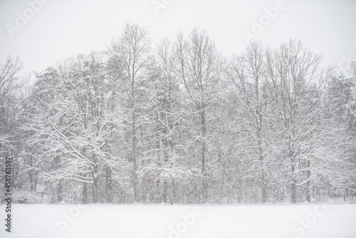 Winter landscape with snowy trees and snowflakes. © zanna_